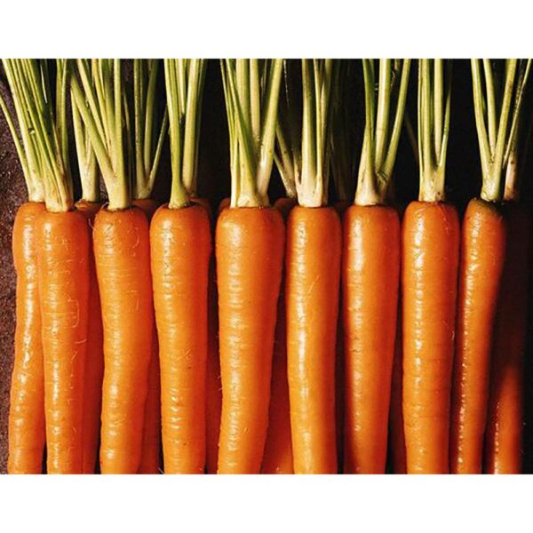 China Fresh Carrot For Sale