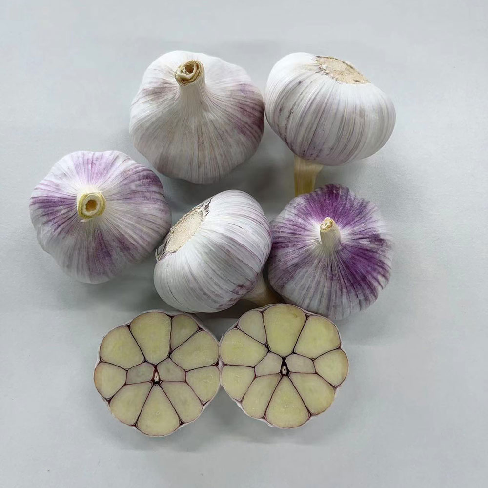 China Fresh Garlic For Sale