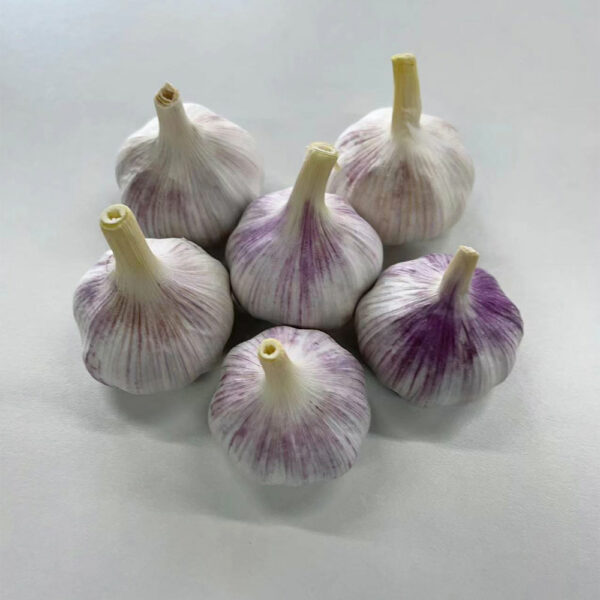 China Fresh Garlic For Sale