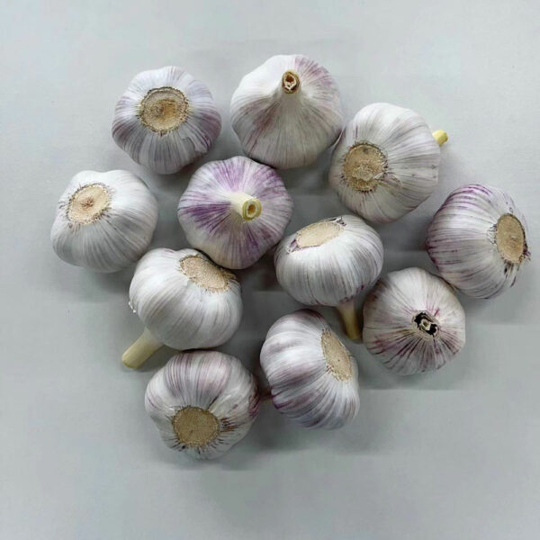 China Fresh Garlic For Sale